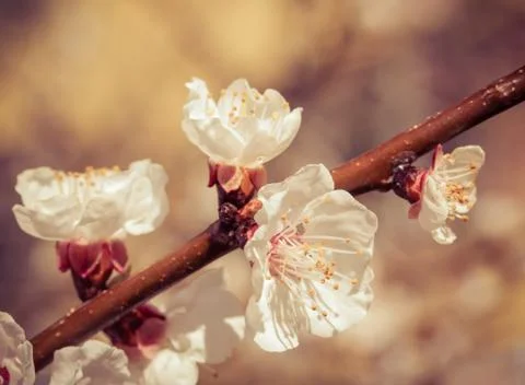 Sakura flowers Stock Photos