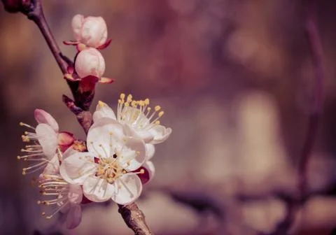 Sakura flowers Stock Photos