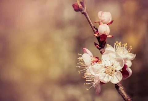 Sakura flowers Stock Photos