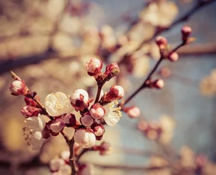 Sakura flowers Stock Photos
