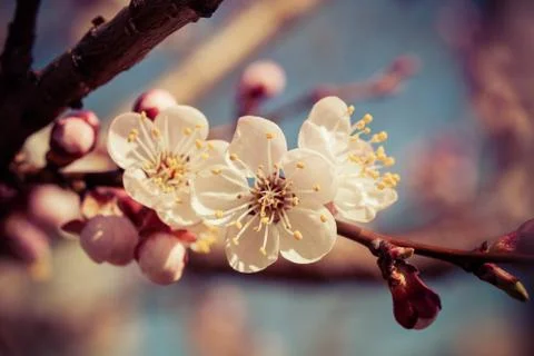 Sakura flowers Stock Photos