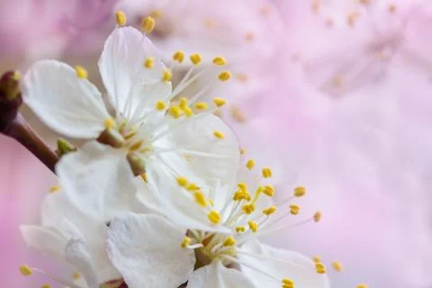 Sakura flowers Stock Photos