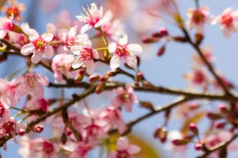 Sakura flowers Stock Photos