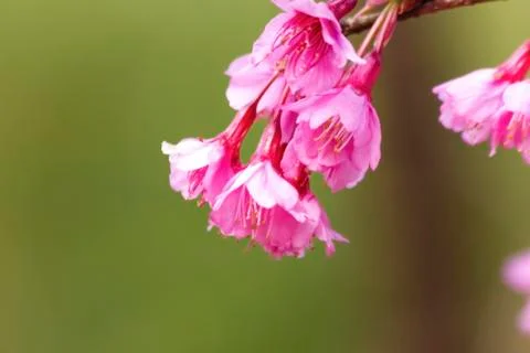 Sakura flowers Stock Photos