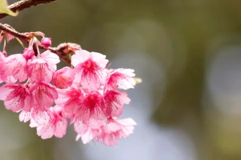 Sakura flowers Foto stock