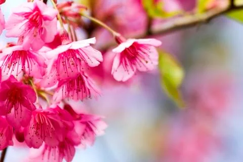 Sakura flowers Stock Photos