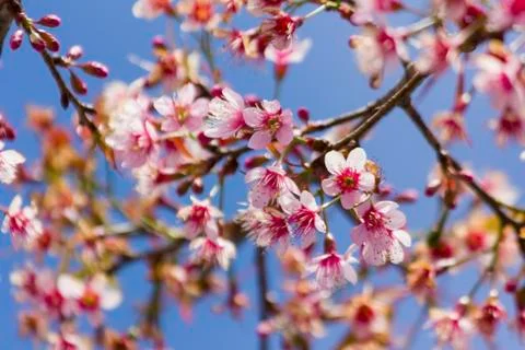 Sakura flowers Stock Photos