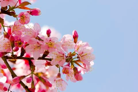Sakura flowers Stock Photos