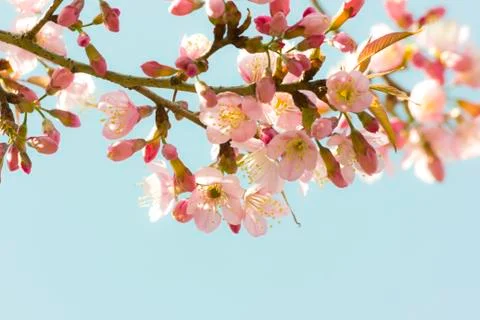 Sakura flowers Stock Photos