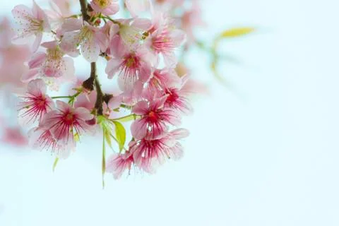 Sakura flowers Stock Photos