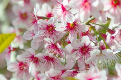 Sakura flowers Stock Photos