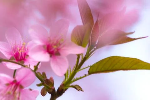 Sakura flowers Stock Photos