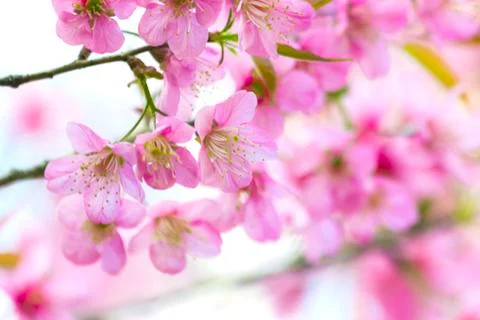 Sakura flowers Stock Photos