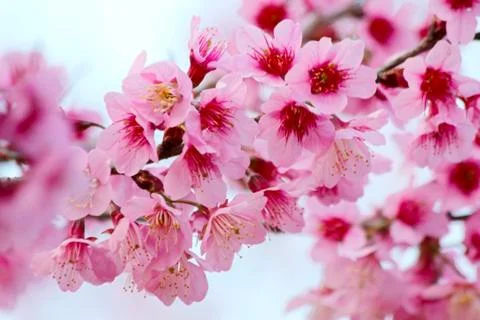 Sakura flowers Stock Photos