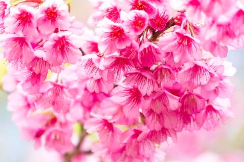 Sakura flowers Stock Photos