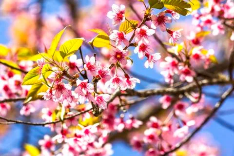 Sakura flowers Stock Photos