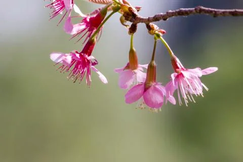 Sakura flowers Stock Photos