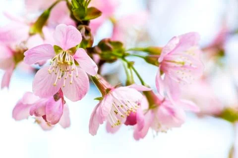 Sakura flowers Foto stock