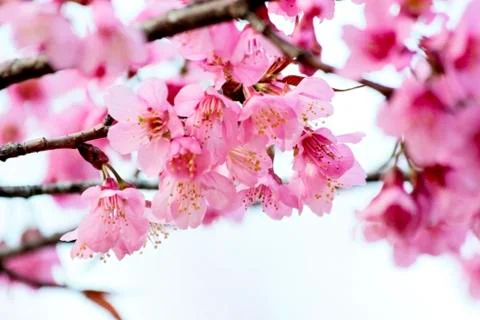 Sakura flowers Stock Photos