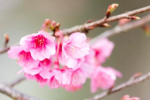 Sakura flowers Stock Photos
