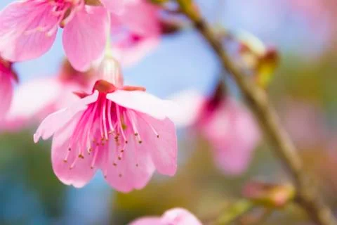 Sakura flowers Foto stock