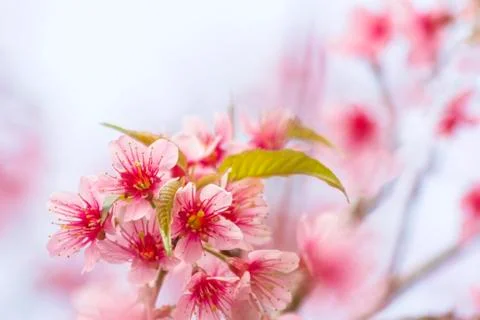 Sakura flowers Stock Photos