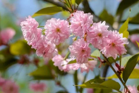 Sakura Flowers Фото