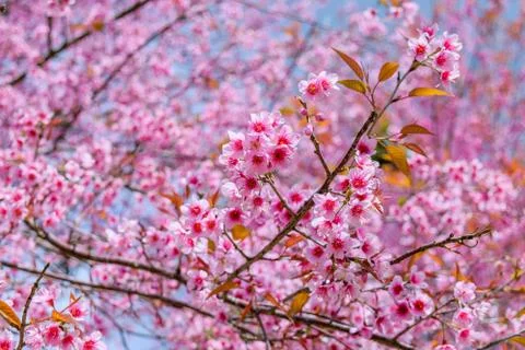 Sakura flowers Stock Photos