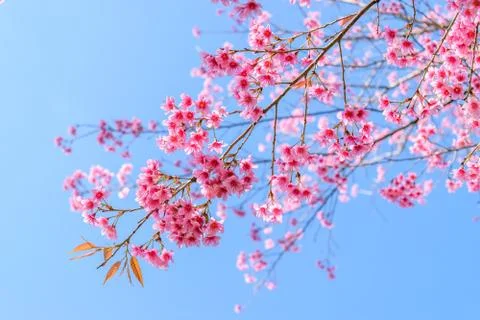 Sakura flowers Stock Photos