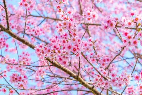 Sakura flowers Foto stock