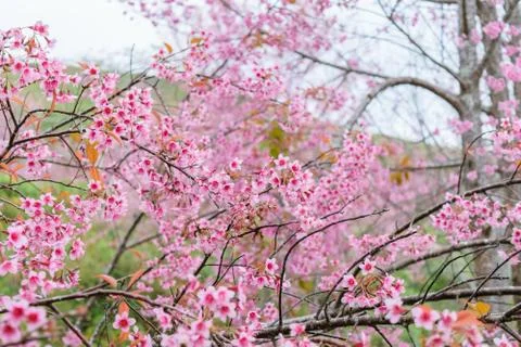 Sakura flowers Stock Photos