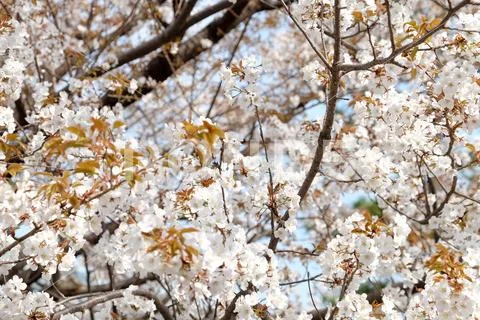 Sakura flowers Stock Photos