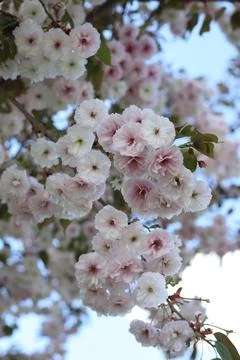 Sakura flowers Stock Photos