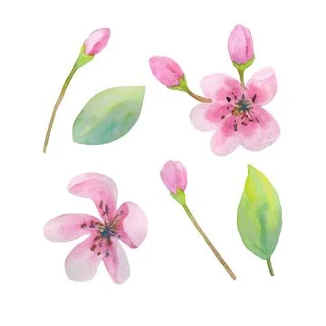 Sakura flowers set. Stock Illustration