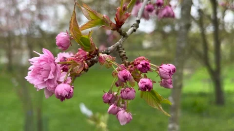 Sakura flowers shaking on the wind in Vilnius Botanical Garden Stock Footage 194440568