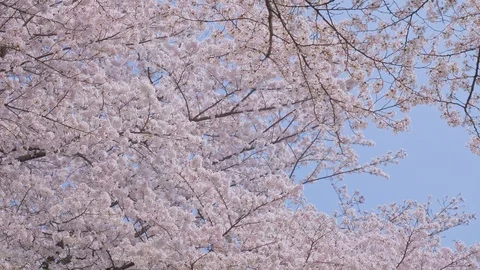 Sakura flowers in the sky Stock Footage 91112931