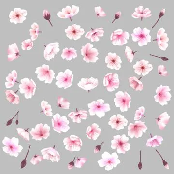 Sakura flowers. Spring background. Vector illustration. Stock Illustration