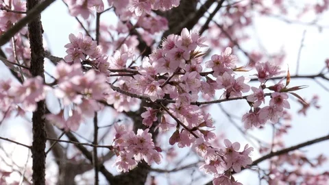 Sakura flowers in spring Stock Footage 87184419