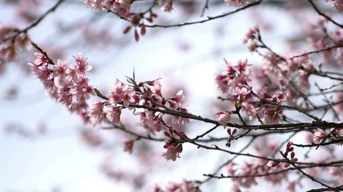Sakura flowers in spring Stock Footage 100889117