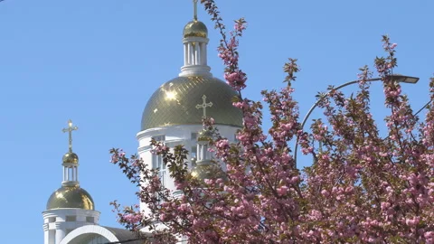 Sakura flowers in springtime. Pink cherry blossom in garden Stock Footage 156985101