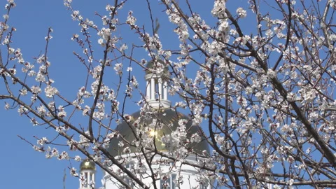 Sakura flowers in springtime. Pink cherry blossom in garden Stock Footage 156985191