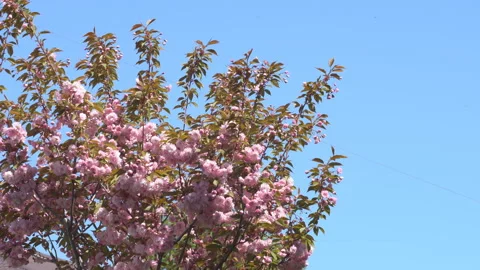 Sakura flowers in springtime. Pink cherry blossom in garden Stock Footage 156985943