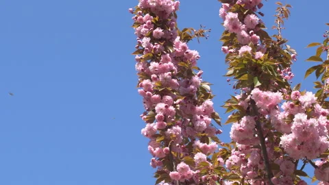 Sakura flowers in springtime. Pink cherry blossom in garden Stock Footage 156986249