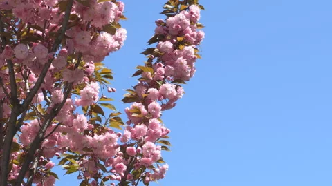 Sakura flowers in springtime. Pink cherry blossom in garden Stock Footage 156986318