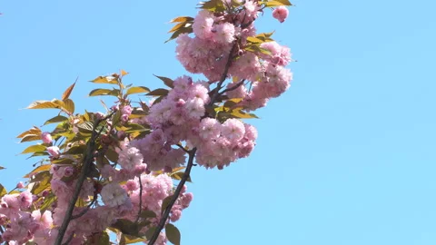 Sakura flowers in springtime. Pink cherry blossom in garden Stock Footage 156986341