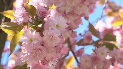 Sakura flowers in springtime. Pink cherry blossom in garden Stock Footage 156987225