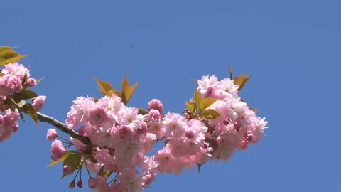 Sakura flowers in springtime. Pink cherry blossom in garden Stock Footage 156987289