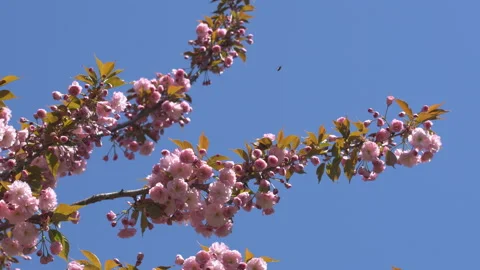 Sakura flowers in springtime. Pink cherry blossom in garden Stock Footage 156987403