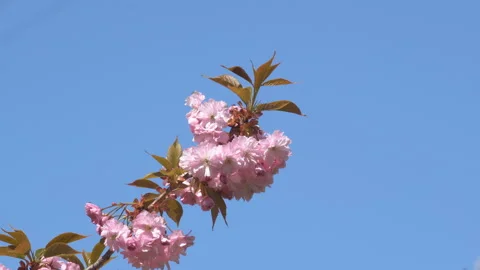 Sakura flowers in springtime. Pink cherry blossom in garden Stock Footage 156987444