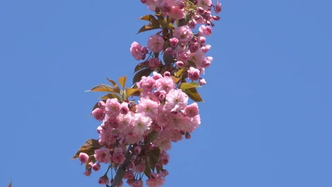Sakura flowers in springtime. Pink cherry blossom in garden Stock Footage 156987470